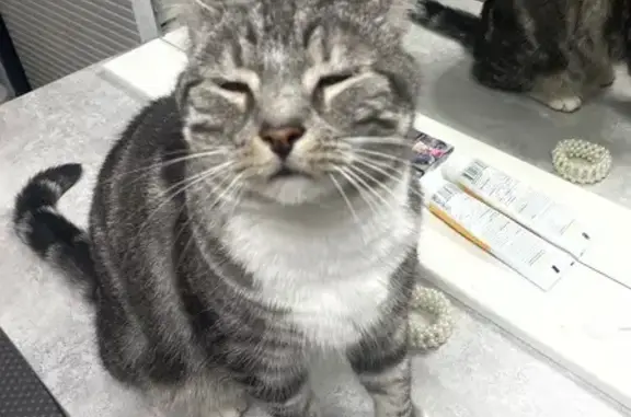 Кошки потеряшки, Калининград, фото: Потеряшка кошка, Чкалова 20, Калининград