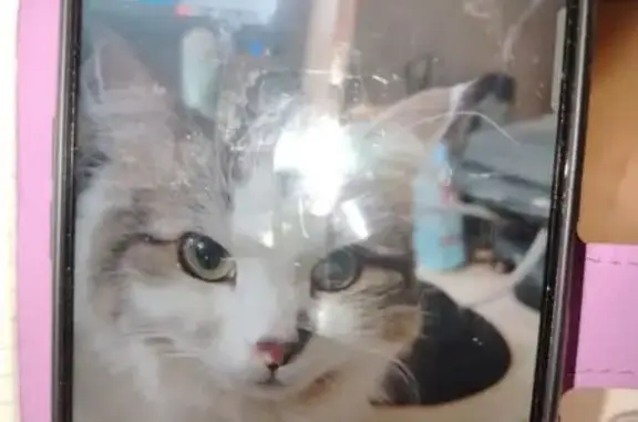 Кошки потеряшки, Ярославская область, фото: Потеряшка кошка у заброшки, Ярославль