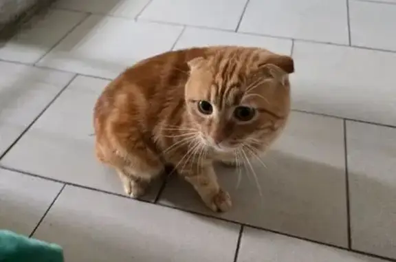 Найдена кошка, Воронеж, фото: Кошка найдена: Минская ул., 63, Воронеж