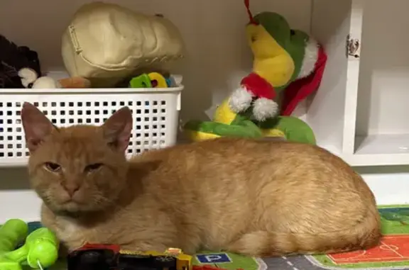 Кошка найдена, пл. Победы, Тверь