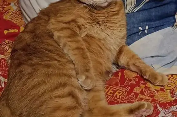 Кошки потеряшки, Рязань, фото: Потеряшка рыжий кот, 1-я Железнодорожная, 54