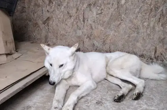 Найдена собака, , фото: Собака найдена в Чемодурово, МО