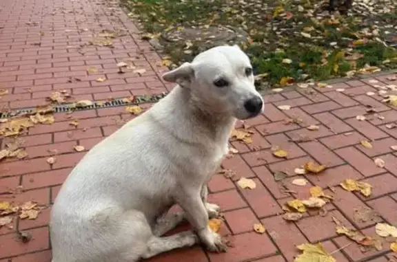 Собаки потеряшки, Рязанская область, фото: Потеряшка собака, Рязань, Рязанская обл.