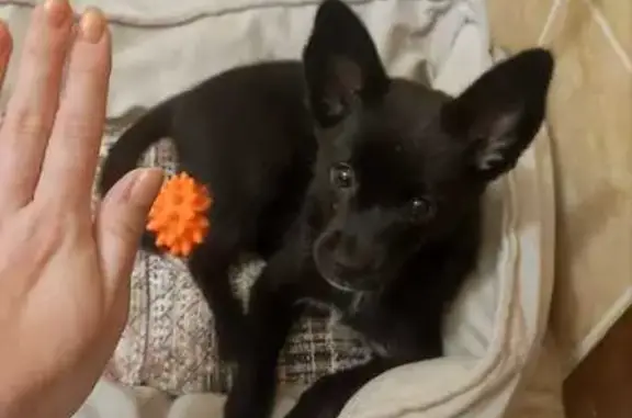 Щенок найден на Рождественской, 13