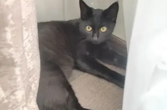 Кошки потеряшки, Семёнов, фото: Потеряшка кот Барс, Хохломская ул., Семёнов