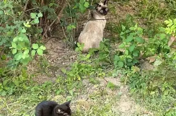 Кошки потеряшки, Зеленоград, фото: Потеряшка сиамская кошка, ул. Болдов Ручей, к1121