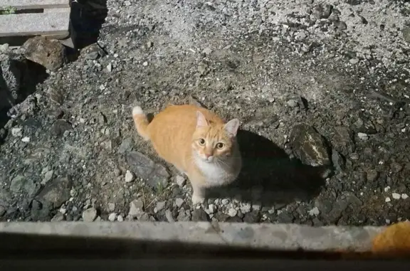 Найдена кошка, Хабаровск, фото: Кошка найдена, Ясный пер., 4, Хабаровск