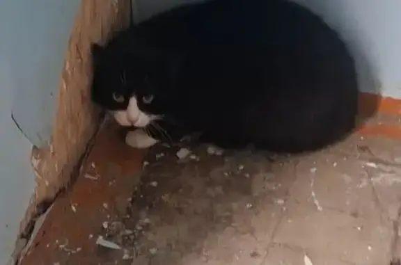 Найдена кошка, Тюмень, фото: Кошка найдена на Олимпийской, Тюмень