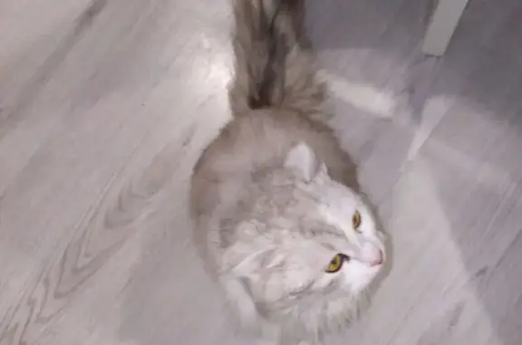 Кошки потеряшки, Новокуйбышевск, фото: Потеряшка кошка, ул. Успенского, 2А, НКБ