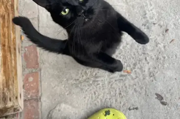 Найдена кошка, ул. Свердлова 8 к6, Мурманск