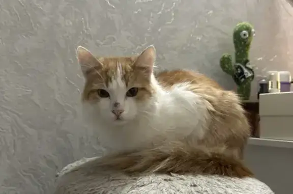 Найдена кошка, Кемерово, фото: Кошка найдена: пр. Ленина, 52, Кемерово