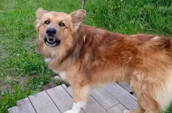 Пропала собака в Головинском, Владимирская обл.