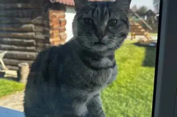 Найдена кошка, Кемерово, фото: Кошка найдена: Тяжинская ул, 7, Кемерово