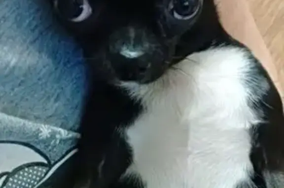 Собаки потеряшки, Санкт-Петербург, фото: Потеряшка собака, ул. Дыбенко 42 к3, СПб