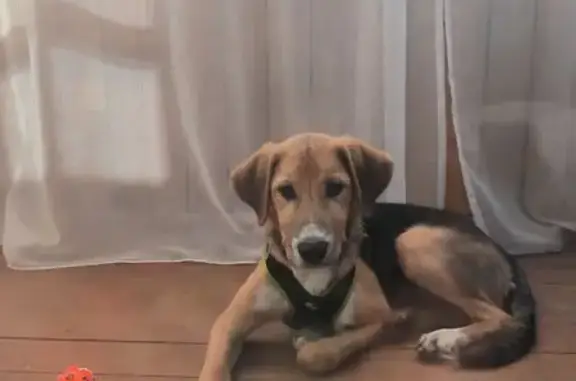 Найдена собака, Запорожская 13, Самара