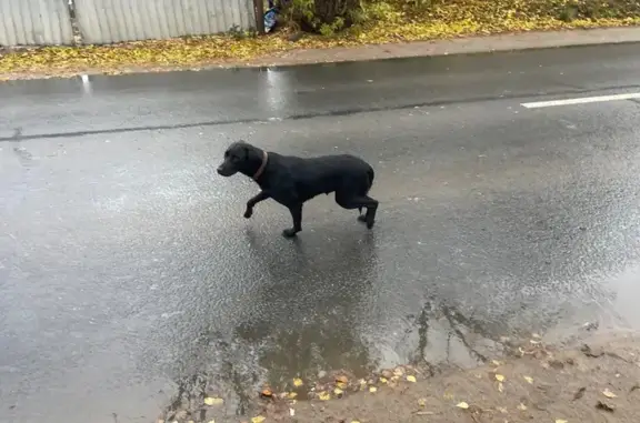 Собака найдена, ул. Акад. Туполева, Тверь