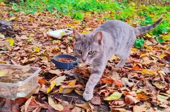 Полосатая кошка найдена, Восстания 57