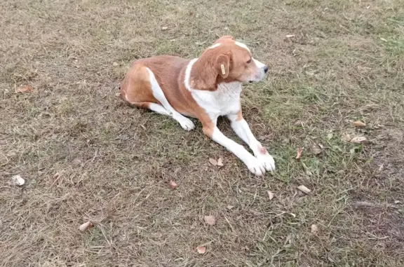 Найдена собака, ул. Ленина, 11А, Рощино