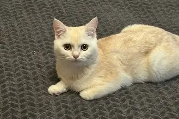 Пропала кошка, ул. Карла Маркса, 21