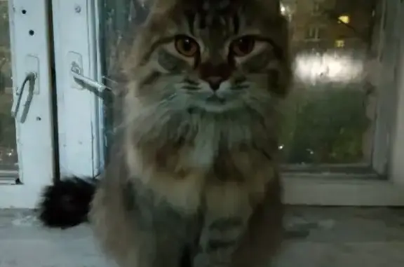 Найдена кошка, Быково, фото: Кошка найдена: Параллельная ул., 7, Быково