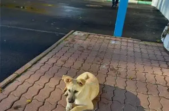 Щенок найден: ул. Седова, 47Б, СПб