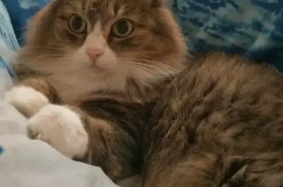 Пропала кошка, Центральная ул, 40, Хомутово