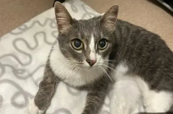 Найдена кошка, Балаклавский проспект 2к2