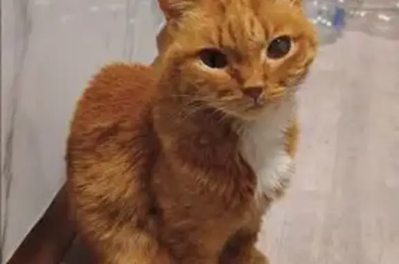 Кошки потеряшки, Москва, фото: Потеряшка кошка на 1-м Курьяновском проезде