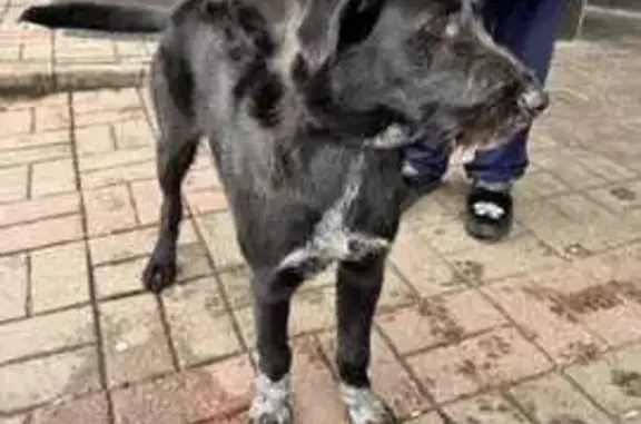 Собака найдена: Вокзальная ул., МО