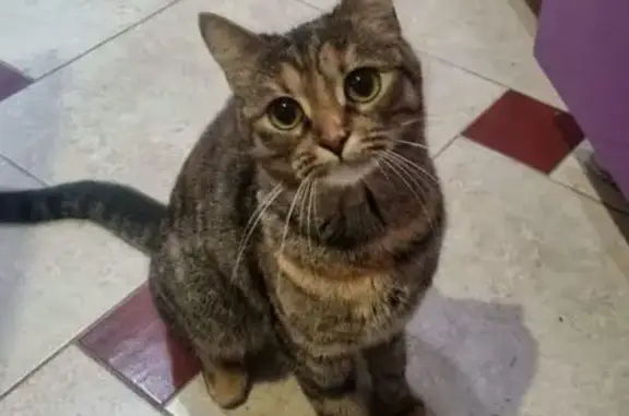 Кошки потеряшки, Смоленск, фото: Потеряшка кошка, пр. Строителей 10А, Смоленск