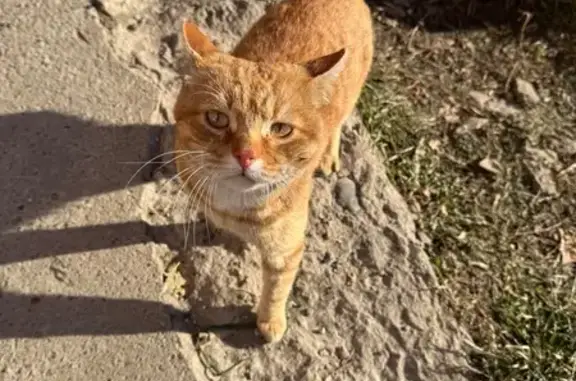 Найдена кошка, Зональная станция, фото: Кошка найдена у Строительной 18, Зональная Станция
