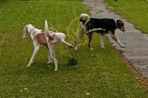 Найдена собака, Московская область, фото: Найдена собака в Андрейково, МО
