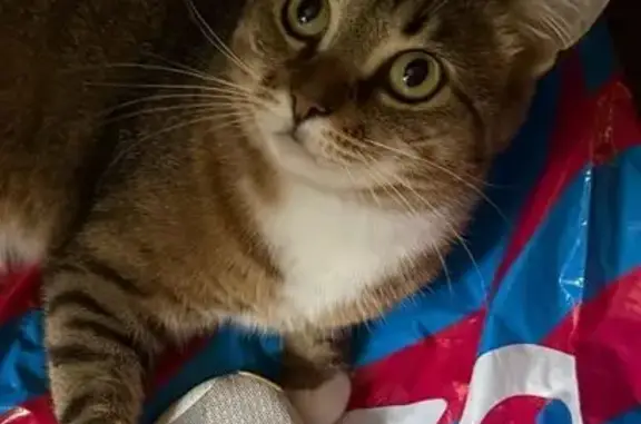 Кошки потеряшки, Новомосковск, фото: Потеряшка кошка, пр. Победы 9, Новомосковск