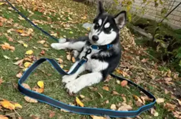 Хаски найдена, пр. Жукова 102/18, Волгоград