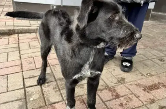 Собака найдена: Фасадная ул, 8 с1, Лесной