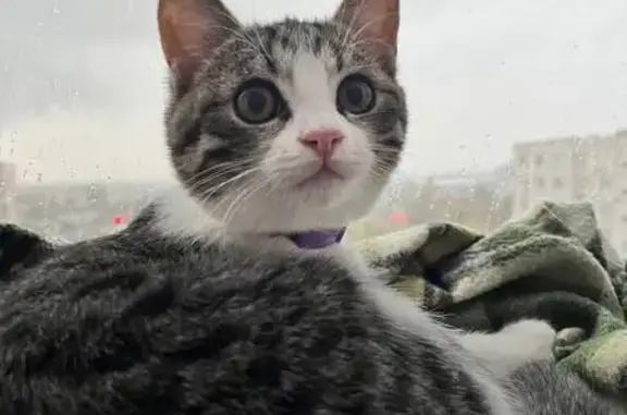 Пропала кошка, 7, Старый Оскол