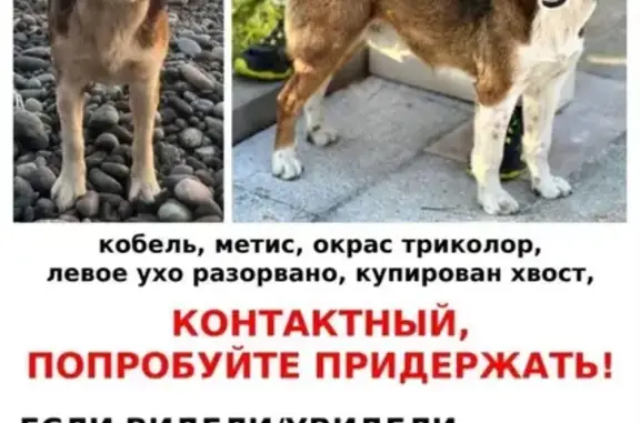 Собаки потеряшки, Москва, фото: Потеряшка собака, ул. Ак. Янгеля, Москва