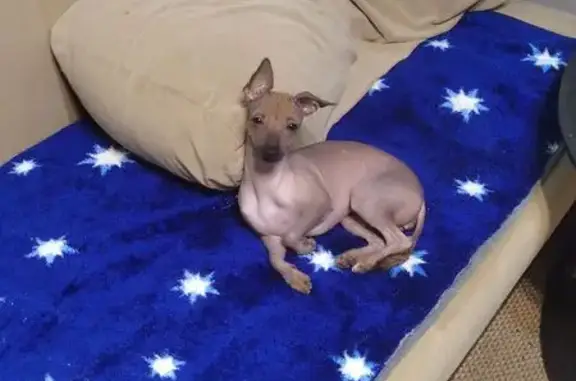 Собаки потеряшки, Сочи, фото: Потеряшка собака, Сочи, ул. Я. Фабрициуса 2/6д