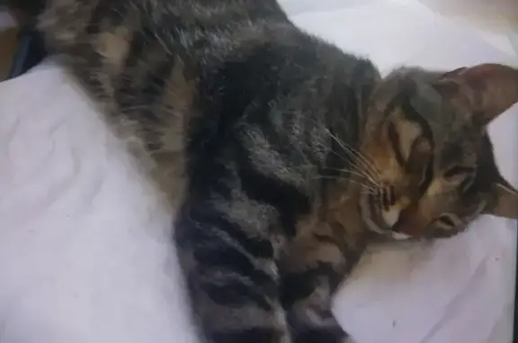 Пропала кошка у Комсомольской, 9, Люберцы