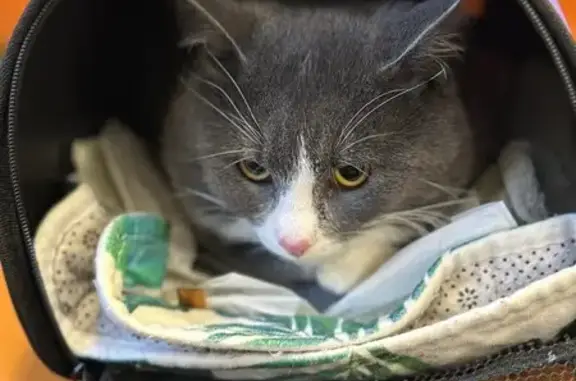 Пропал кот, Воскресенское, Тульская обл.