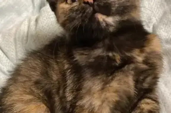 Кошки потеряшки, Елабуга, фото: Потеряшка кошка, ул. Горького 3, Елабуга