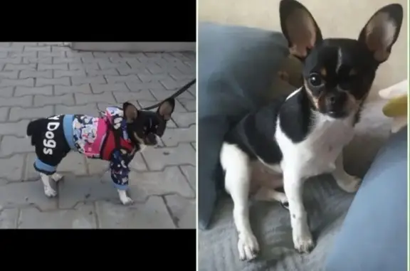 Пропала чихуахуа, Нахимова 24, Оренбург