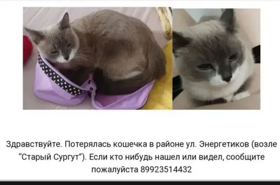 Пропала кошка, ул. Энергетиков, Сургут