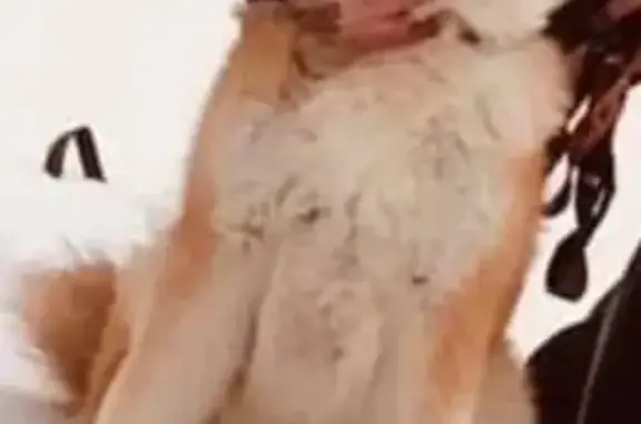 Собаки потеряшки, Московская область, фото: Потеряшка Рыжий пес, Бутурлино МО