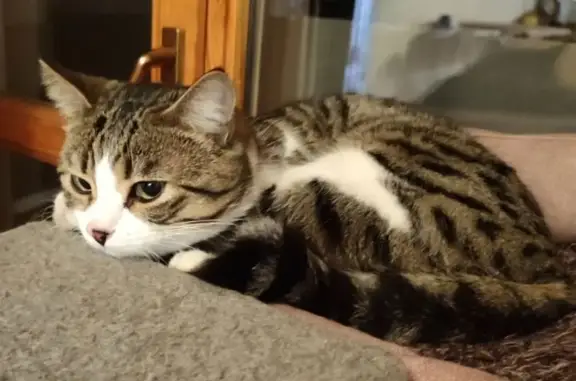 Потерянные животные , фото: Пропала кошка в Счастливом, 35Н-063