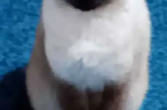 Потерянные животные Невинномысск, фото: Пропала кошка, ул. Калинина 107, Невинномысск