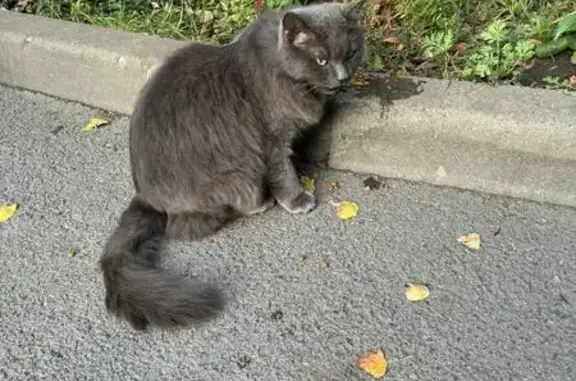 Найдена кошка, Ростов-на-Дону, фото: Кошка найдена на пр. Королёва, Ростов-на-Дону