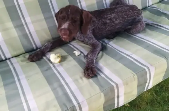 Собаки потеряшки, Тамбов, фото: Потеряшка собака, ул. Гиляровского, 3, Тамбов