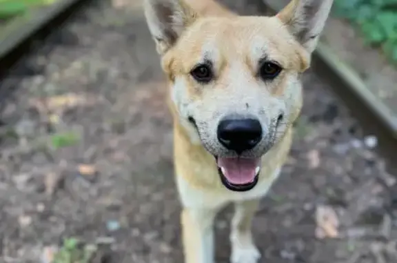 Пропала собака Бич, Никольская улица, Мотяково