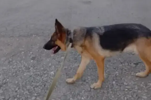 Собаки потеряшки, Краснодарский край, фото: Потеряшка овчарка, Краснодарский край